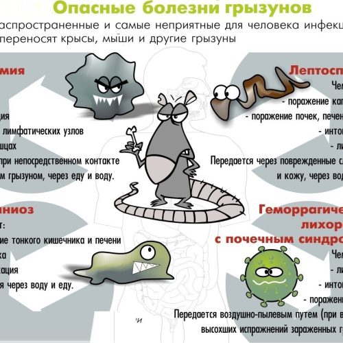 Чем можно заразиться от милой мышки: топ  самых распространенных зоонозов.