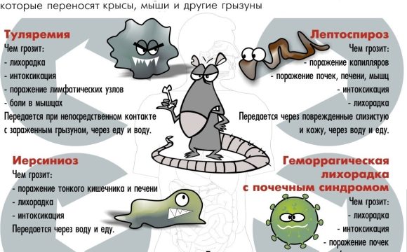 Чем можно заразиться от милой мышки: топ  самых распространенных зоонозов.